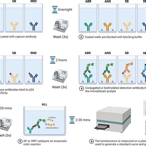 p24 elisa protocol